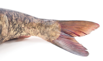 Beautiful tail of a fish.