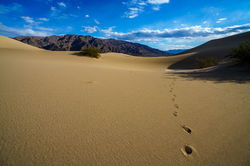mesquite flat sand dunes in death valley, california, usa
