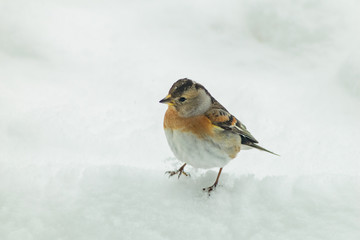 Finch bird winter in wildlife
