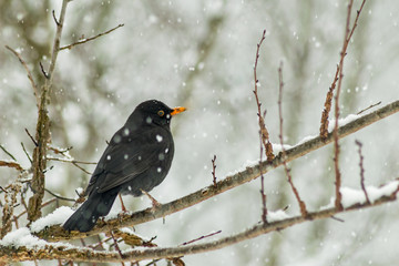 Blackbird sitting on branch in winter time snowing 