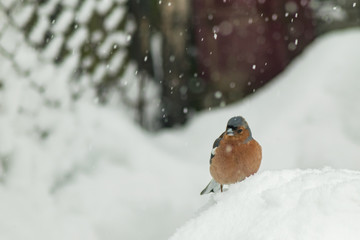 Finch bird winter in wildlife