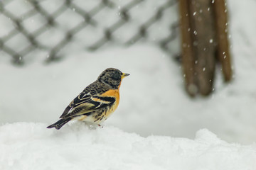 Finch bird winter in wildlife