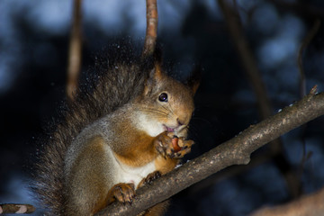 squirrel eating a nut