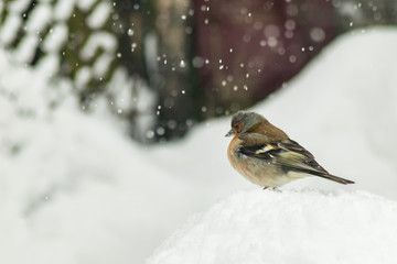 Finch bird winter in wildlife