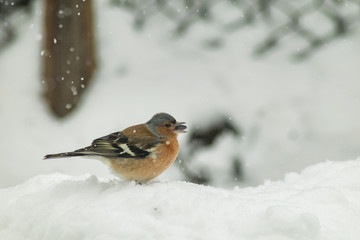 Finch bird winter in wildlife