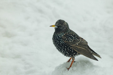 Starling in the winter in snow wildlife