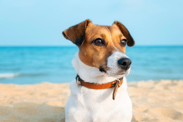 Fototapeta na wymiar Portrait of dog breed Jack Russell sits on golden sand of sandy beach on background of blue sea and horizon. Bright sun shines in summer. Pet for walk. Family pet.