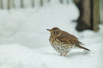 Turdus pilaris bird in winter wildlife