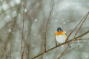 Naklejka premium Finch bird winter in wildlife