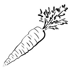 Carrot sketch vector illustration. Ripe vegetable hand drawn. Organic diet food isolated on white background. Monochrome drawing. Ink style. For menu, icon, farmers market, grocery, store, print. © Retany