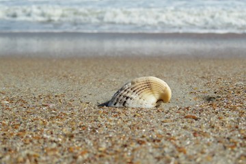 Seashell on the beach in Atlantic coast of North Florida