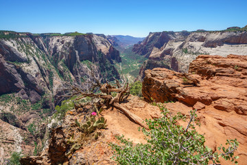 hiking the observation point trail in zion national park, usa
