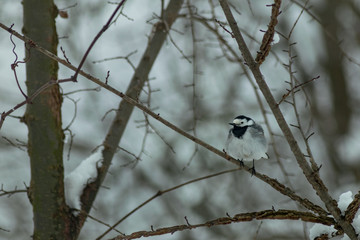 Wagtail bird in wildlife winter season