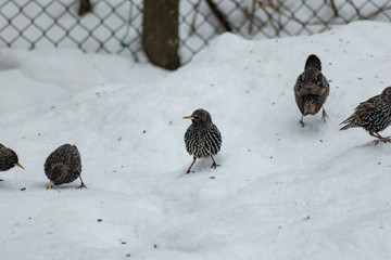 Starling in the winter in snow wildlife