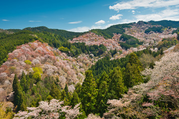 Naklejka premium Cherry Blossoms in Yoshino Nara Japan