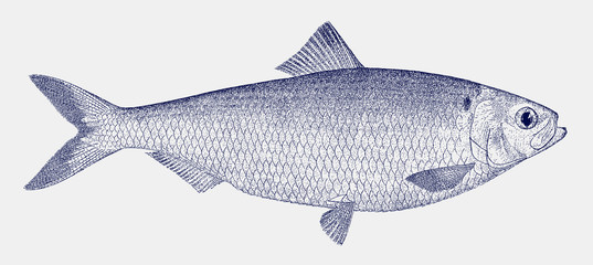 Female blueback herring, shad alosa aestivalis, a threatened fish from the east coast of North America