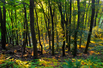 Fototapeta premium forest in autumn