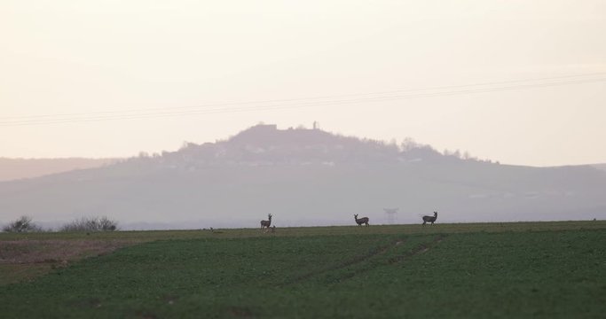 paysage avec des chevreuils en fin de journ&eacute;e