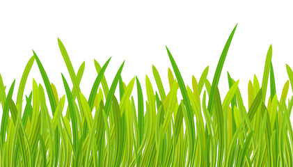 Fototapeta premium Summer. Spring. Green grass seamless pattern, spring fresh grass. Border grass. Isolated.