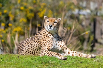 Fototapeta na wymiar Cheetah lying on the wild grasses, Acinonyx jubatus, portrait 