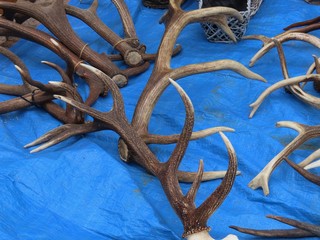 Deer antlers and skull
