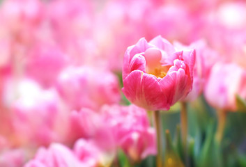 Spring blossoming tulips in garden, springtime pink flowers field background, pastel and soft floral card, selective focus, toned