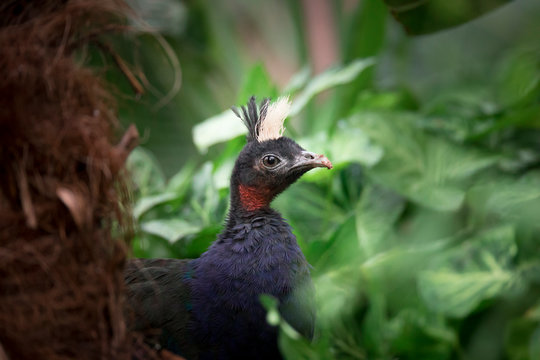 Afropavo congensishidden in the grass, a wonderful and rare animal
