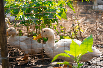 Domestic ducklings walk behind a mesh fence on a Sunny day