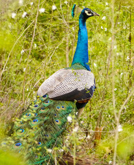 Close-up of an Indian (or common or blue) peafowl (Pavo cristatus) with his elongated upper-tail...