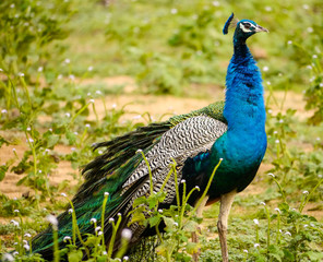Obraz premium Close-up of an Indian (or common or blue) peafowl (Pavo cristatus) with his elongated upper-tail covert feathers with the typical colourful eyespots