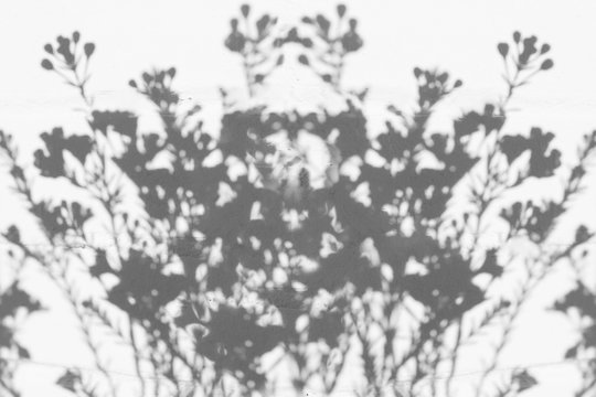 grey shadows of flowers on white wall