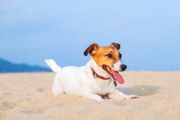 Portrait of a dog breed Jack Russell sits on the golden sand of a sandy beach on a background of blue sea and horizon. The bright sun shines in the summer. Pet for a walk. Family pet.