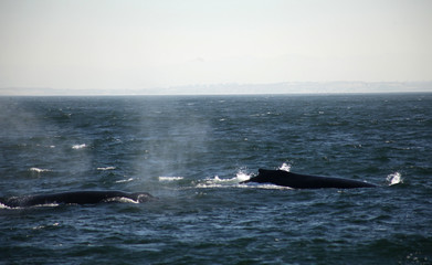 ballenas