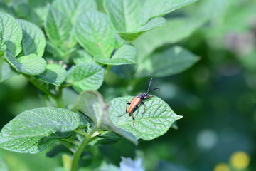 Longhorn Beetle    (  Stictoleptura rubra  )   on plant in green nature