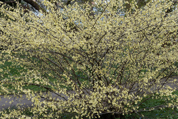 (Corylopsis pauciflora) Corylopsis pauciflore ou Noisetier du Japon pauciflore aux magnifique grappes de fleurs jaunes pendantes aux étamines jaune or sur des branches dénudées marron