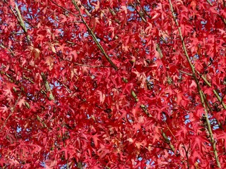 Autumn red maple