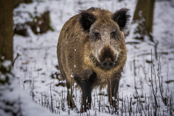 Karlovy Vary, Czech Republic- March 2020: Wild pigs looking for food in the forest