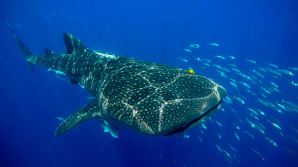 whale shark close up under water with fish around/ nosy be/ madagascar - obrazy, fototapety, plakaty
