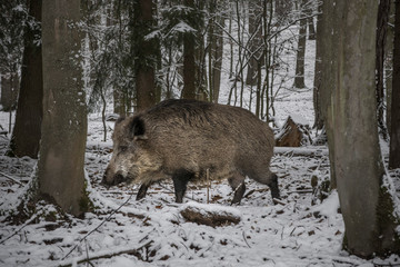 Karlovy Vary, Czech Republic- March 2020: Wild pigs looking for food in the forest