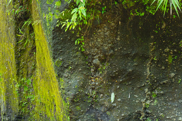 Focused photo on moss that covering rock