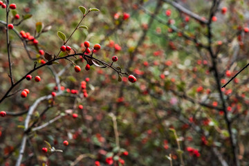 Branches of a bush filled with red berries on them