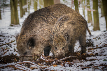 Karlovy Vary, Czech Republic- March 2020: Wild pigs looking for food in the forest