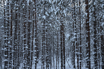 Fototapeta premium thin trees in the dense forest covered with snow