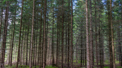 Fototapeta na wymiar pine trees in the forest