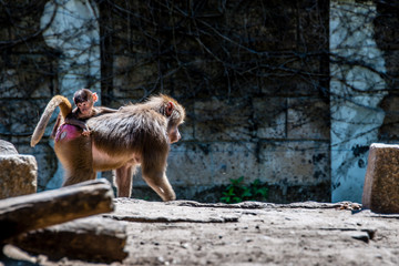 Obraz premium Baboon with child and brother and sister riding on mothers back