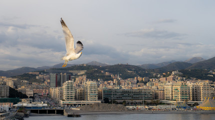 Seagull flying with Panoramic view port of Genoa in a summer day on background, Italy