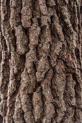 Obraz premium Wood cortex texture on a tree