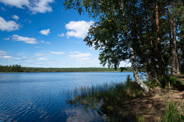 Fototapeta na wymiar View of the clear forest lake. Lake Moshno. Pskov region.