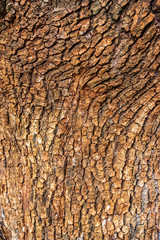 Wood cortex texture on a tree