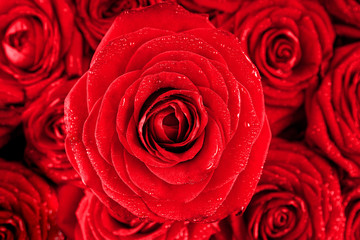Red rose with water drops on a background of red roses
